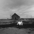 White Horse, Westcott, AB.