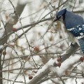 Blue Jay, Calgary, AB.