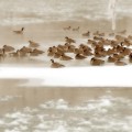 Bow River Geese #1, Calgary, AB.