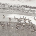 Bow River Geese #2, Calgary, AB.