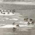 Bow River Geese #3, Calgary, AB.