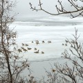 Bow River Geese #5, Calgary, AB