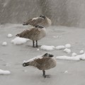 Bow River Geese, Calgary, AB.