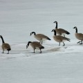 Bow River Geese #4, Calgary, AB.