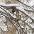 Flicker, Calgary, AB.