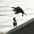 Flight, Calgary, AB.