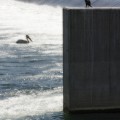 Weir Watcher, Calgary, AB.