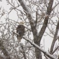 Bald Eagle, Calgary, AB.