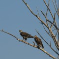 Ferruginous Pair  ~  Buteo Regalis