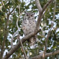 Mama Great Horned