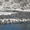 Bow River Geese #6, Calgary, AB.