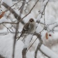 Common Redpoll Female