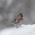 Common Redpoll Male