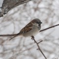 Sparrow