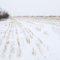 Johnson Stubble
~
Trees that break pause the wind/
And slighty slow the howling din/
Stubble marches, marking rows/
Piercing through the drifted snow./Angled signs of man's footprint./