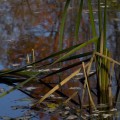 Morningside Pond 2, East Aurora