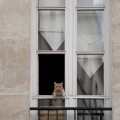 Jacques le Chat
