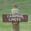 Meadow Lark, Sage Creek,S.Dakota