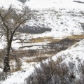 Police Coulee Tree, 16x24in Moab Entrada Rag Print