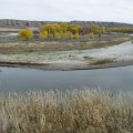 Autumn Oxbow,  12x29in Hahnemuhle Fine Art Pearl Print ~ Autumn at the oxbow  Cottonwoods ablaze, Grasses tawny brown and yellow Smell the sweet sage. Autumn at the oxbow The Milk is running low.